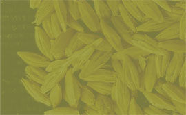 Grain Type: Barley